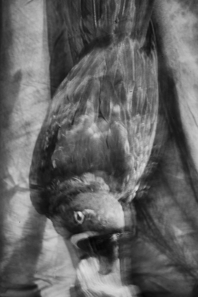L1000137-Modifier